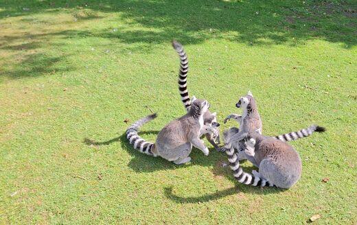 Lemurs