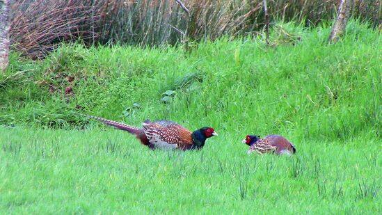 Pheasants