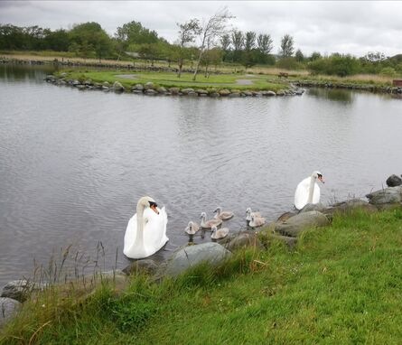 Swans and Cygnets